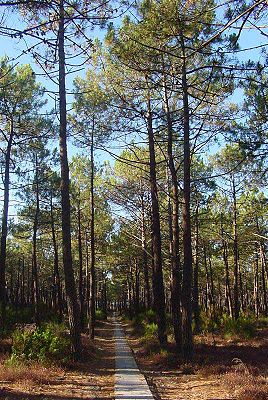 See-Kiefer (Pinus pinaster)