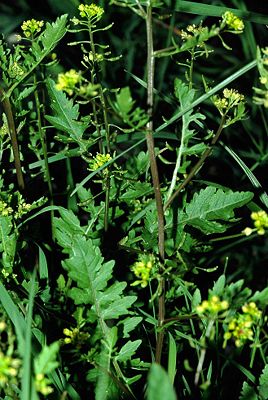 Gewöhnliche Sumpfkresse (Rorippa palustris)