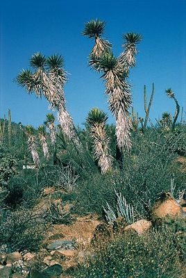 Yucca valida endemisch in Baja California.