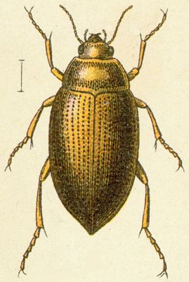 Haliplus mucronatus