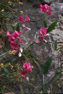 Breitblatt-Platterbse (Lathyrus latifolius)