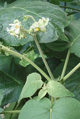 Solanum abutiloides – Blüten und Blätter