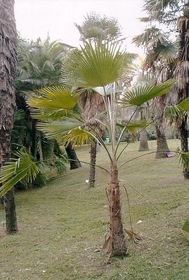 Trachycarpus martianus 'Nepal'