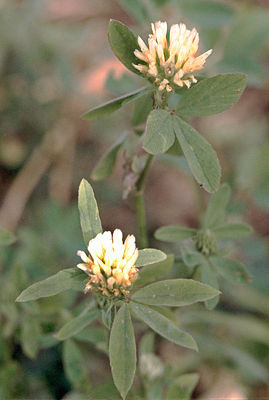 Ägyptischer Klee (Trifolium alexandrinum)