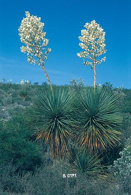 Yucca thompsoniana mit Blütenstand im Mai in Mexiko