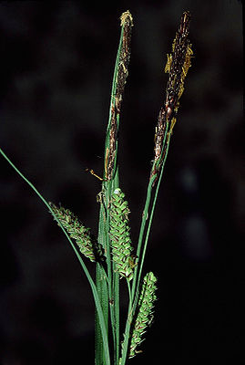 Blaugrüne Segge (Carex flacca)
