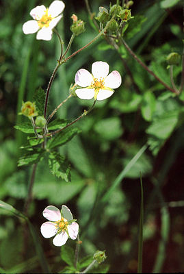 Felsen-Fingerkraut (Potentilla rupestris)