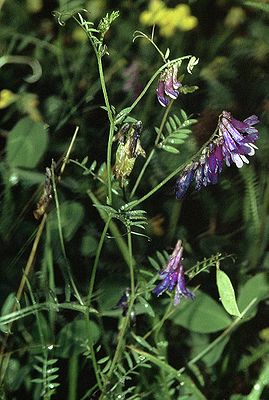 Bunte Wicke (Vicia villosa subsp. varia)