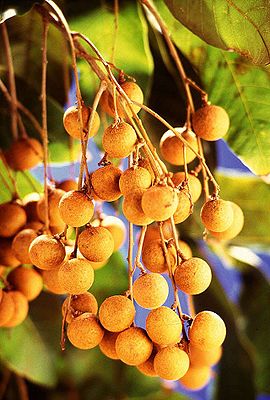 Longanfrüchte in einem Fruchtstand am Longanbaum