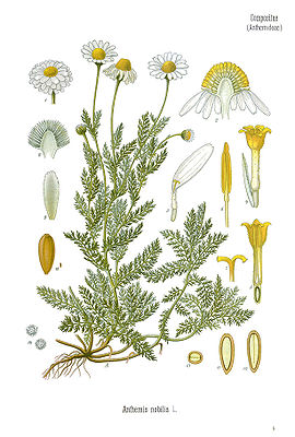 Römische Kamille (Chamaemelum nobile)
