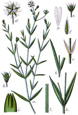 Sumpf-Sternmiere (Stellaria palustris)