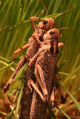 Europäische Wanderheuschrecke (Locusta migratoria)