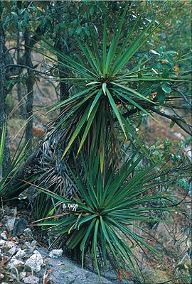 Yucca madrensis typisches Exemplar in „Barranca del Cobre“ in Mexiko