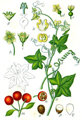 Bryonia dioica, Zeichnung aus Deutschlands Flora in Abbildungen von Johann Georg Sturm