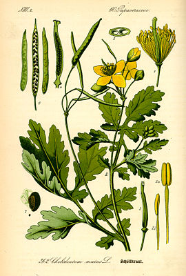 Schöllkraut (Chelidonium majus)