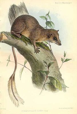 Künstlerische Darstellung des Federschwanz-Spitzhörnchens aus dem Jahre 1848