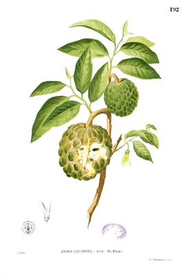 Zimtapfel (Annona squamosa)