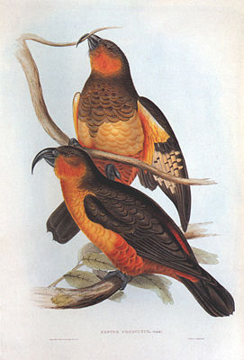 Dünnschnabelnestor (Nestor productus) Illustration Elizabeth Gould, aus The Birds of Australia, Vol. V, 1848