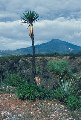 Ein charakteristisches Exemplar von Yucca mixtecana im mexikanischen Hochland