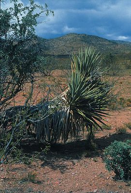Yucca schottii typisches Exemplar in Mexiko