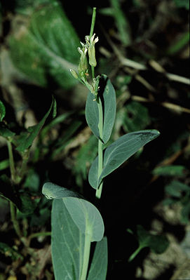 Orientalischer Ackerkohl (Conringia orientalis)