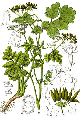 Illustration des Taumel-Kälberkropfs (Chaerophyllum temulum)