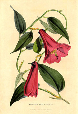 Chilenische Wachsglocke (Lapageria rosea), Nationalblume Chiles.