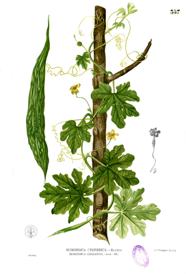 Balsambirne (Momordica charantia), Illustration.