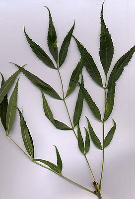 Schmalblättrige Esche (Fraxinus angustifolia), unpaarig gefiederte Blätter)