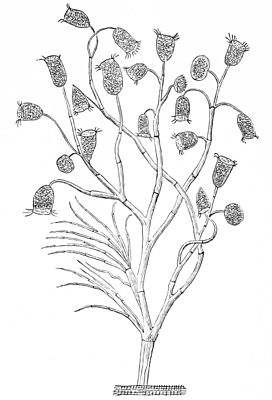 Carchesium polypinum