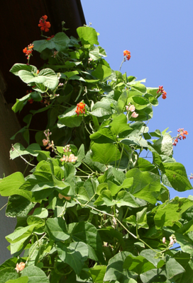 Feuerbohne (Phaseolus coccineus)