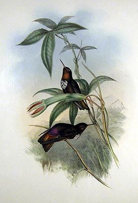 Rotbrust-Andenkolibri - Illustration von John Gould