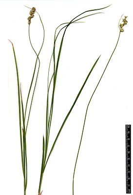 Zittergras-Segge (Carex brizoides)