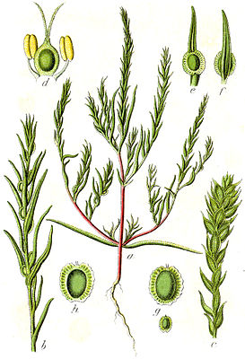 Grauer Wanzensame (Corispermum marschallii)