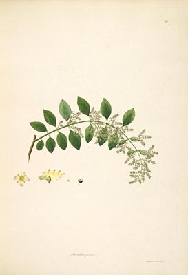 Zahnbürstenbaum (Salvadora persica)