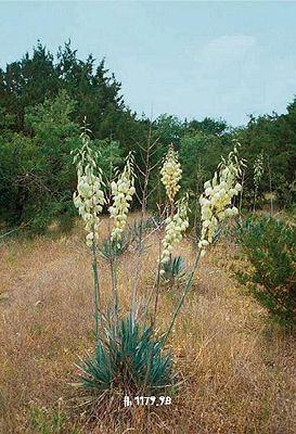 Yucca pallida mit Blütenstand im Mai in Texas