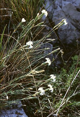 Dianthus lumnitzeri.jpg