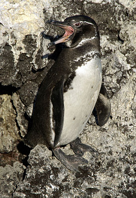 Galápagos-Pinguin