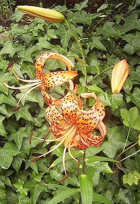 Tiger-Lilie (Lilium lancifolium)