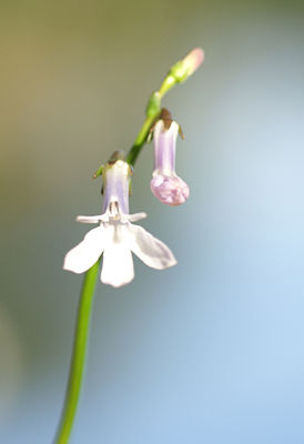 Wasser-Lobelie (Lobelia dortmanna): zygomorphe Blüte im Blütenstand.