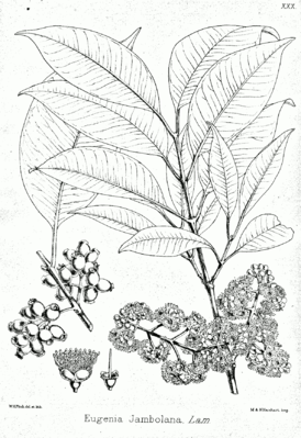 Jambulbaum (Syzygium cumini)