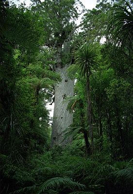 Ein Neuseeländischer Kauri-Baum (Agathis australis), der „Tane Mahuta“