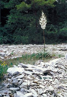 Yucca flaccida mit Blütenstand in Georgia.