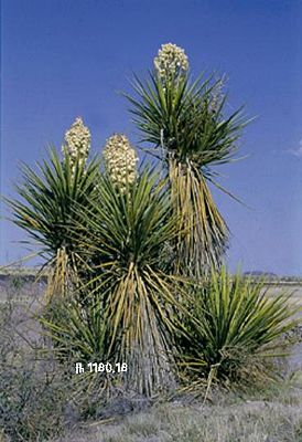 Yucca torreyi, blühendes Exemplar in Texas