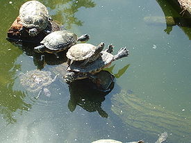 485 Schildkröten.JPG