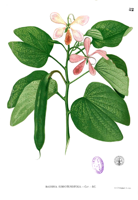 Bauhinia subrotundifolia, Illustration