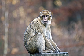 Berberaffe, Barbary Macaque (Macaca sylvanus) - Tierpark Gera 05.jpg