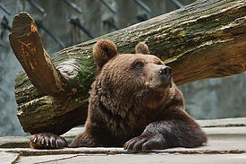 Braunbär im Tierpark Wolgast - Flickr-Bild 4360717078.jpg