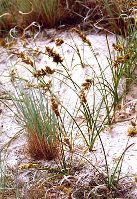 Sand-Segge (Carex arenaria)