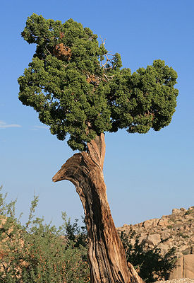Juniperus californica JumboRocks.jpg